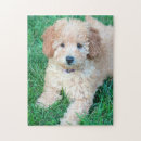 Recherche de goldendoodle puzzles Chiot