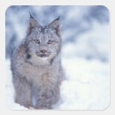 Recherche de lynx autocollants Neige