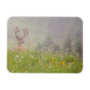 Search for buck deer magnets Superstock
