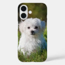 Search for maltese iphone cases Cute