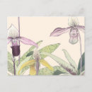 Search for vintage orchid postcards Floral