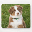 Search for australian shepherds mousepads Puppy