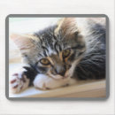 Search for siberian cat mousepads Animals