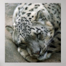 Search for cat dream posters Sleep