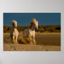 Recherche de cheval de camargue posters Faune