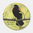 Search for blackbirds magnets Wildlife