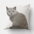 Search for british shorthair pillows Animal