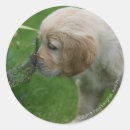 Recherche de pam autocollants Chiots