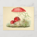 Search for red mushrooms postcards Toadstool