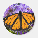 Search for asters magnets Garden