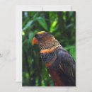Recherche de perruche vœux cartes Perroquets