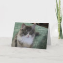 Search for generation cards Cat
