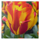 Search for tulip tiles Ceramic