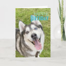 Search for husky birthday cards Happy