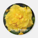Recherche de rosas Fleur