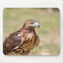 Search for tail feather electronics Animal