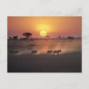 Search for amboseli postcards Animal
