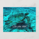 Recherche de tortue de mer verte cartes postales Mignon