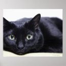 Recherche de félin posters Photographie de chat