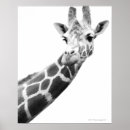 Recherche de african animals posters Outdoors