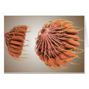 Recherche de image femelle Organe