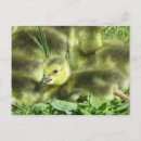 Recherche de lichen cartes postales Oiseau