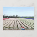 Recherche de bulbe cartes postales Fleurs