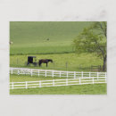 Recherche de amish cartes postales Calèche