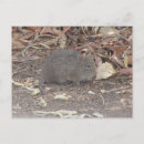 Search for rat postcards Animal