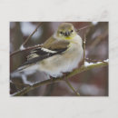 Search for american goldfinch postcards Birds