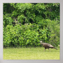 Search for wild birds posters Wildlife