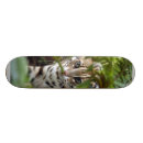 Search for bengals skateboards Cat