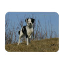 Recherche de augmenté photographie Chien
