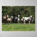 Search for horse breed posters Herd