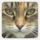 Search for cat with green eyes stickers Animal