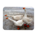 Search for beaks magnets White