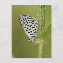 Recherche de tige cartes postales Blanc