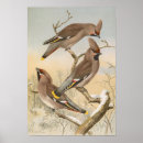 Search for vintage bird art Ornithology