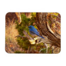 Recherche de merle magnets Faune