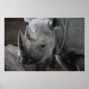 Recherche de rhinocéros noir posters Animal sauvage