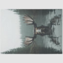 Recherche de orignaux photographie Paysage