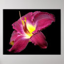 Recherche de mensonge posters Fleur