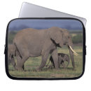 Search for amboseli national park electronics Mammal