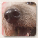 Recherche de nez dessous de verres Chien