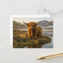 Search for scottish highland cow postcards Nature