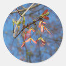 Search for maple tree stickers Nature
