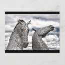 Recherche de scottland cartes postales Animal