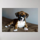 Search for boxer puppy posters Pets
