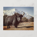 Recherche de yaks cartes postales Couleur