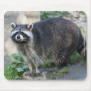 Search for raccoon mousepads Wildlife